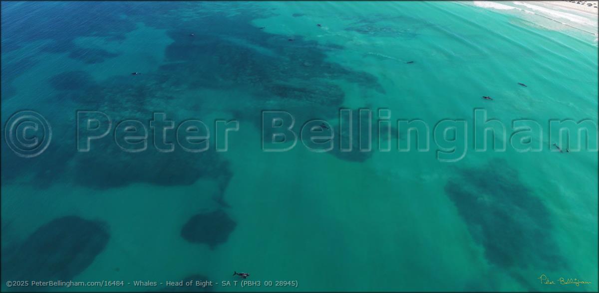 Peter Bellingham Photography Whales - Head of Bight - SA T (PBH3 00 28945)
